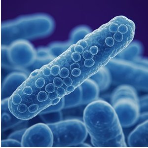 LactobacilluscParacasei